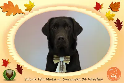 Psia Minka - behawiorysta psów oraz psi fryzjer Wrocław